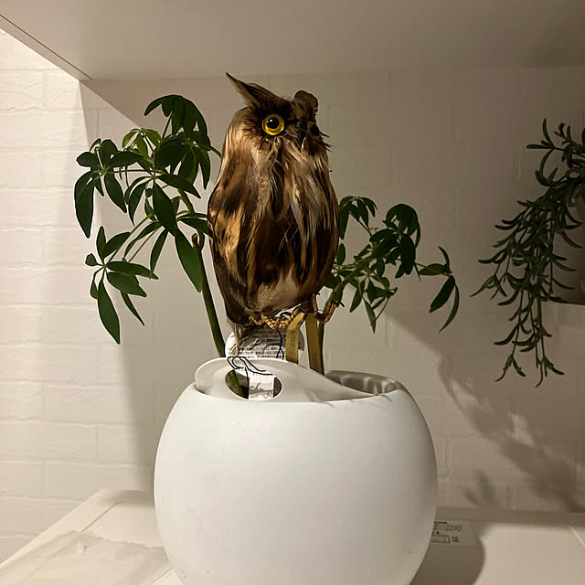 sachimさんの実例写真