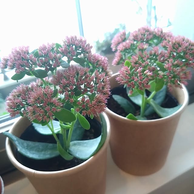 kerochanさんの部屋