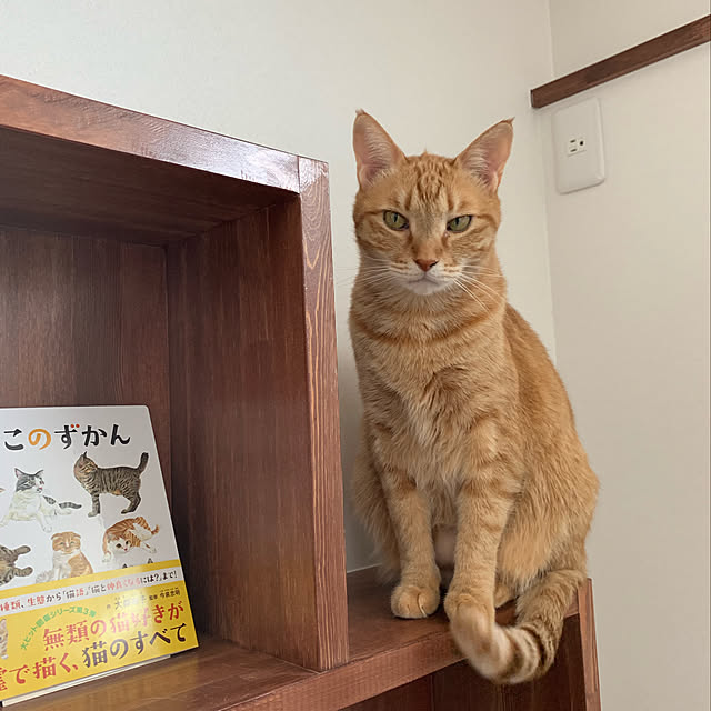 mikeume7さんの実例写真
