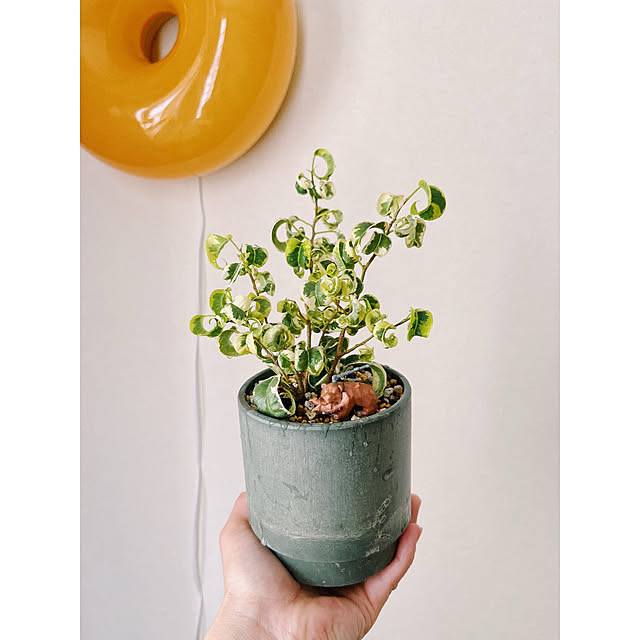 壁/天井/ドーナツランプ/IKEA/グリーンのある暮らし/観葉植物のある暮らし...などのインテリア実例 - 2025-06-01 08:37:36