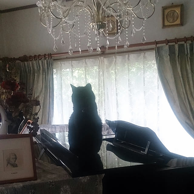 junkn6さんの実例写真