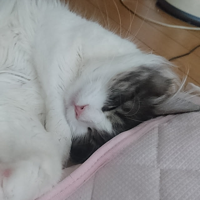 shinobuさんの実例写真