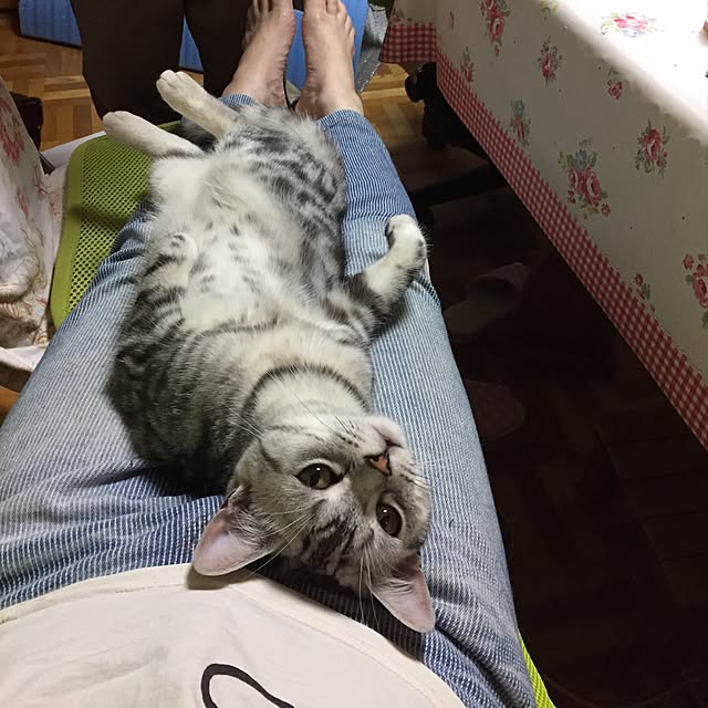 tanutanさんの実例写真