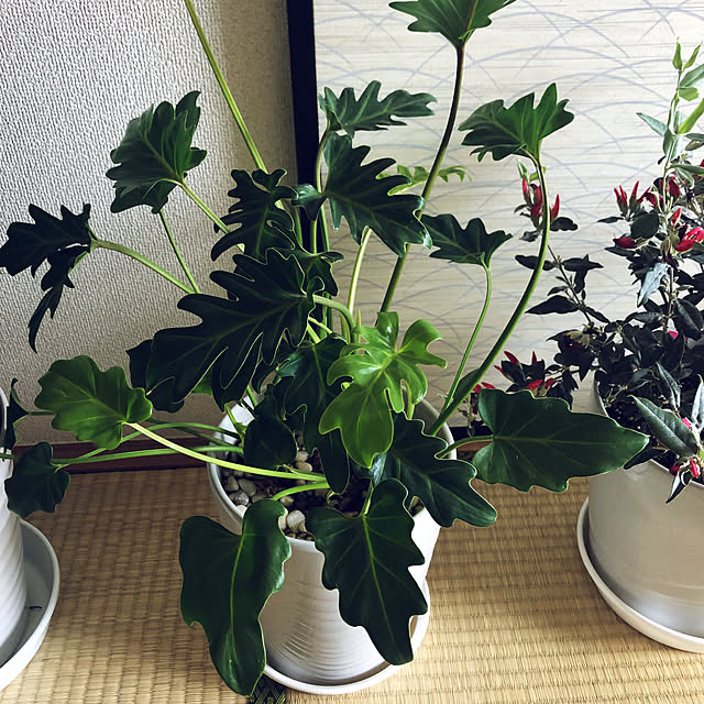 hanachanさんの部屋