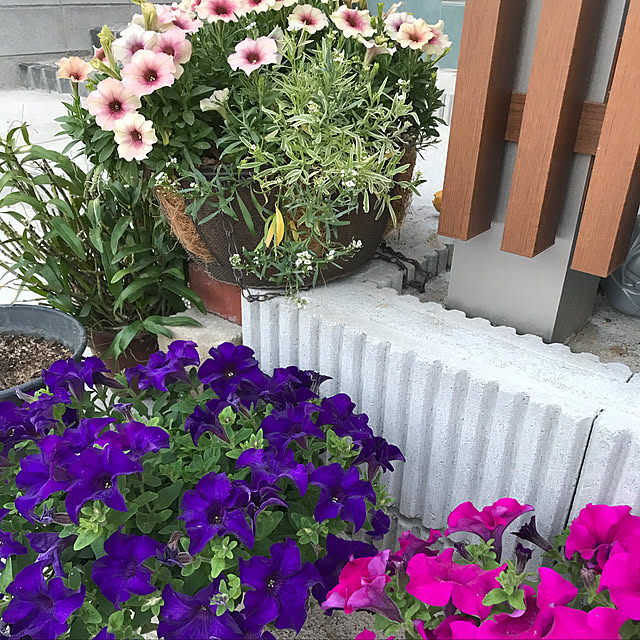 ojyoさんの実例写真