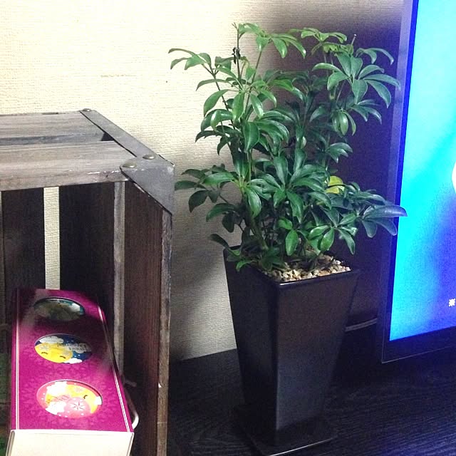 Yukiさんの実例写真