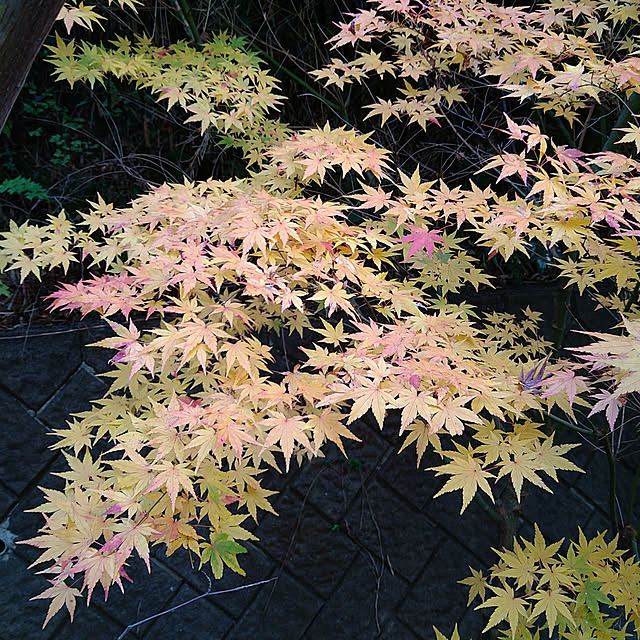 kohmarlさんの実例写真