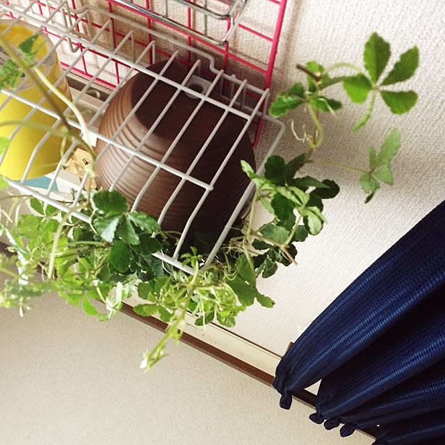ベッド周り/植物/観葉植物のインテリア実例 - 2015-05-18 14:17:33