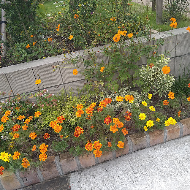 dangomushiさんの実例写真