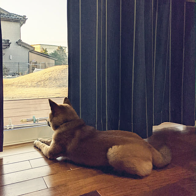 s_h_yさんの実例写真