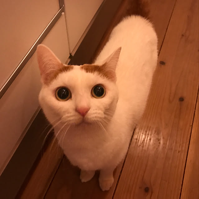 sakurasakuさんの実例写真