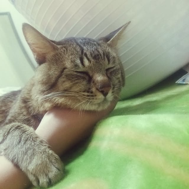 kittenblueさんの実例写真