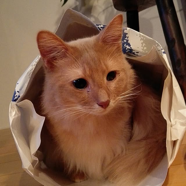 1ldksさんの実例写真