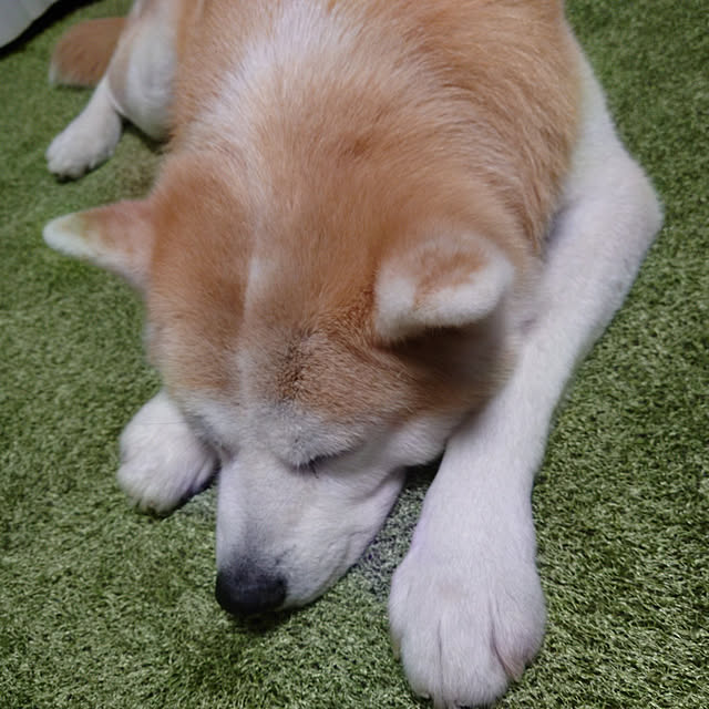 yamatoさんの実例写真