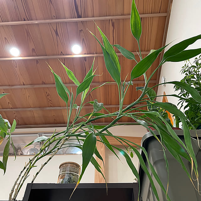 haruharuさんの部屋