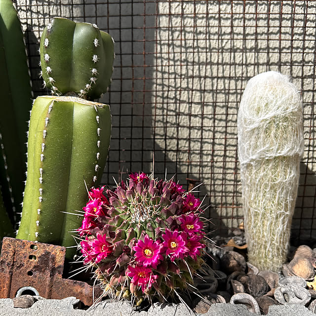 asさんの実例写真