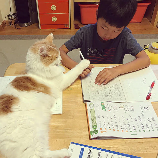 宿題/メインクーン/ねこのいる日常/机のインテリア実例 - 2019-07-10 17:55:28