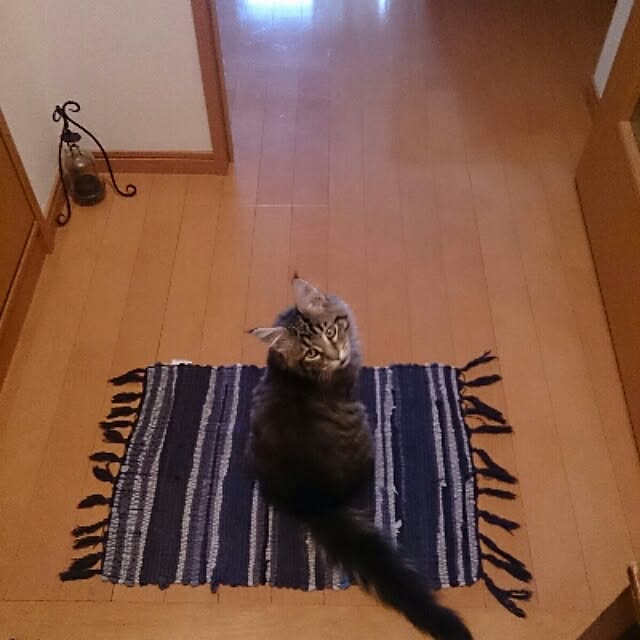 rinoさんの実例写真