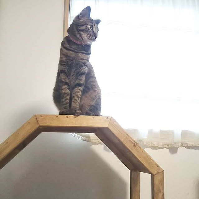 Toiroさんの実例写真