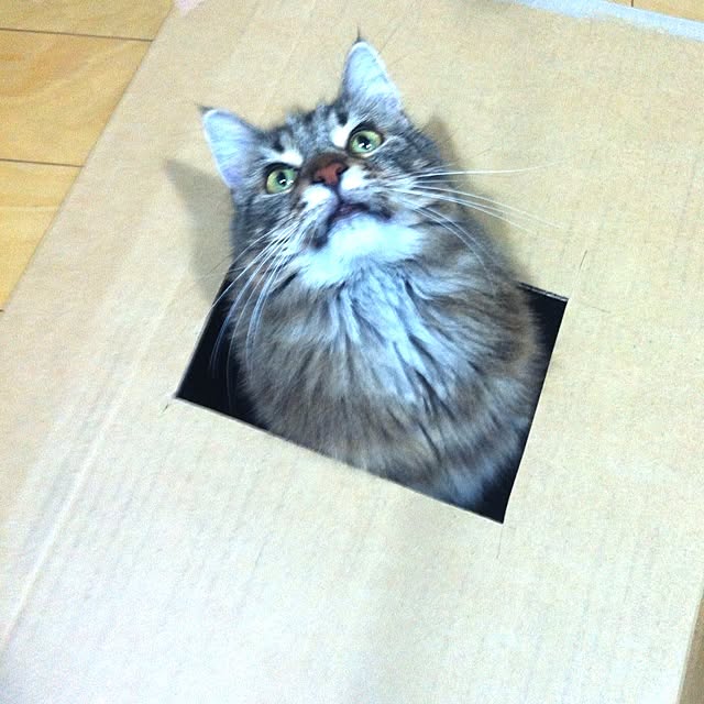 kkotnさんの実例写真