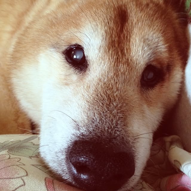 WIENERBOYSさんの実例写真