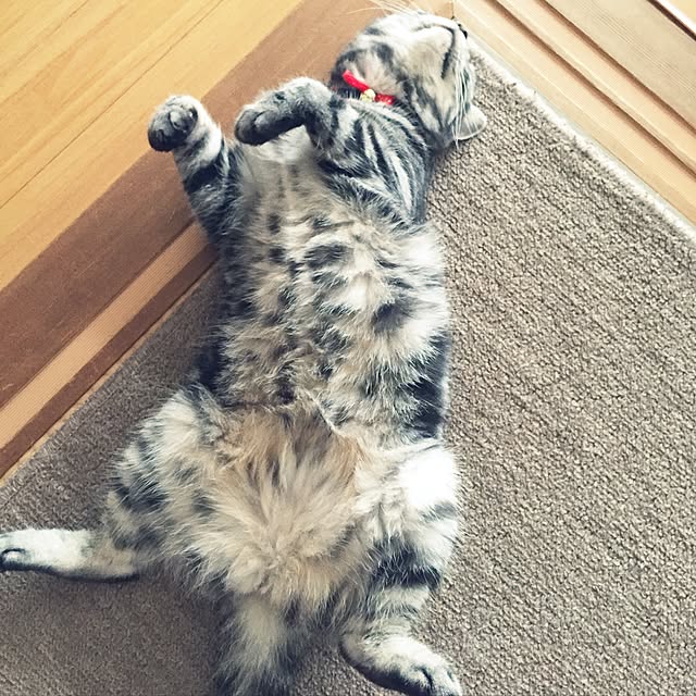 hiyupan88さんの実例写真
