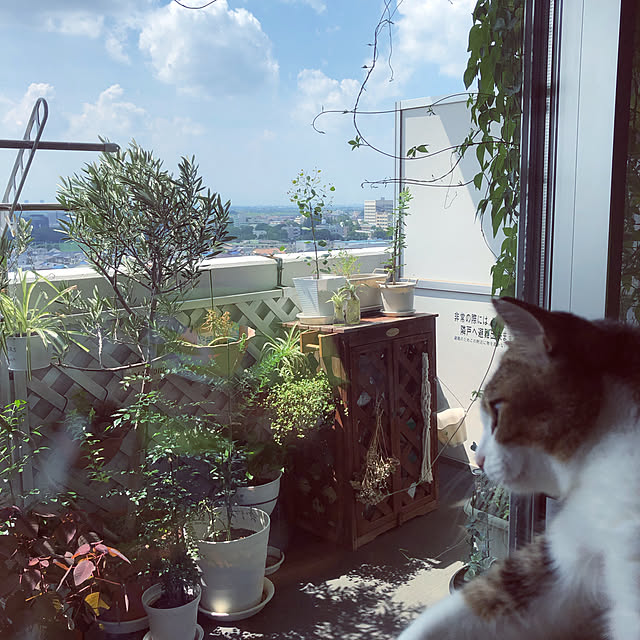 nekomiさんの実例写真