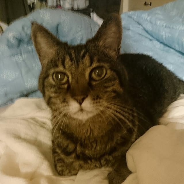 mi-mi-373さんの実例写真