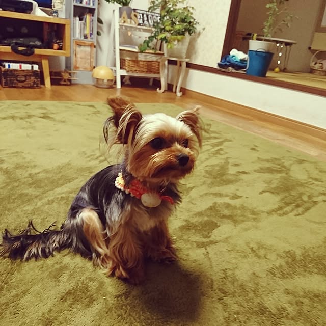 akiさんの実例写真