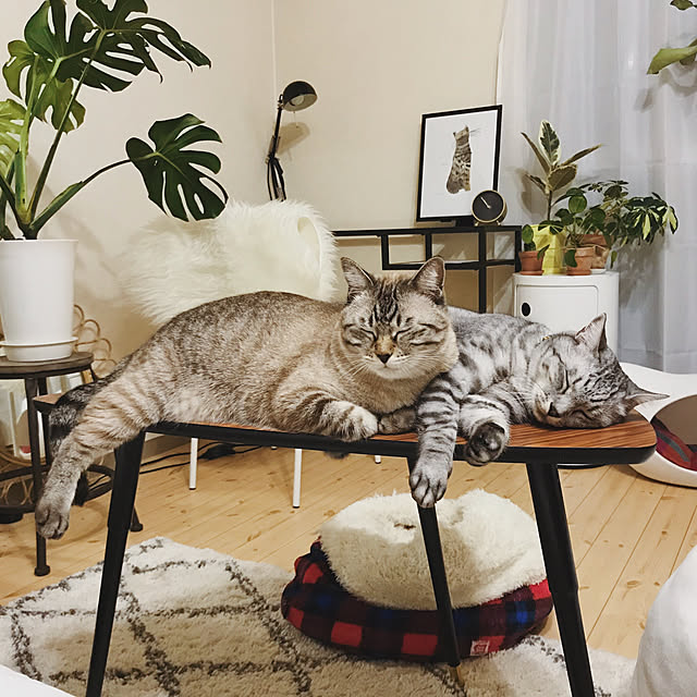ineko_kさんの実例写真