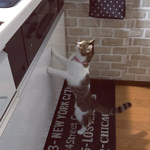 mya___kさんの実例写真