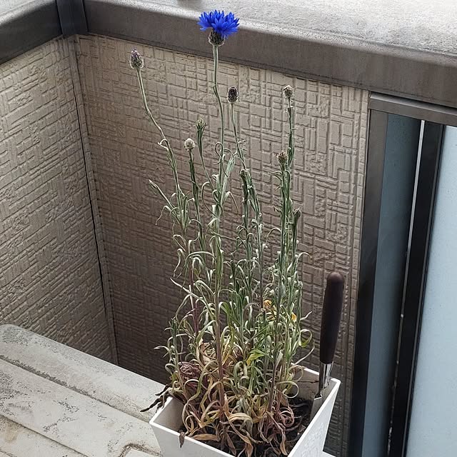 lelielさんの実例写真