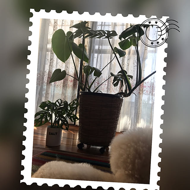 Meimamaosaruさんの実例写真