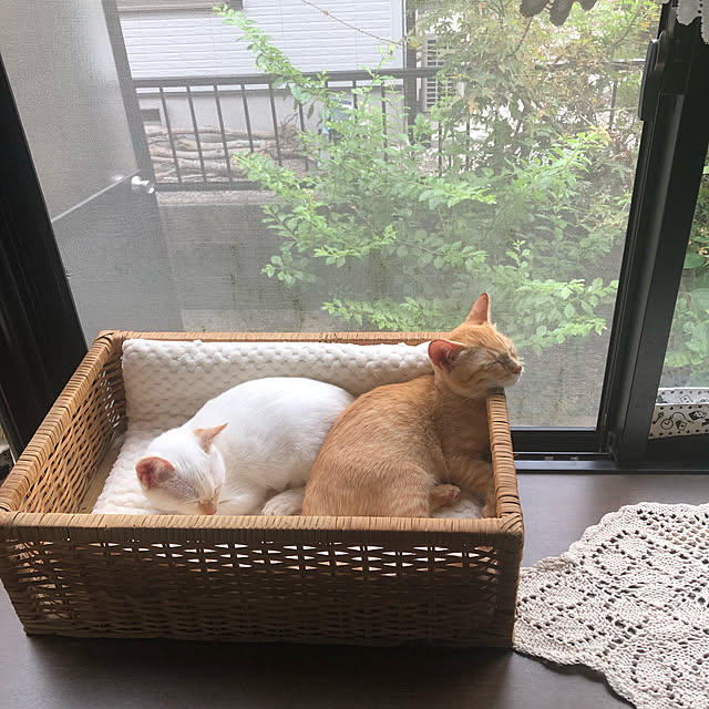 himetanさんの実例写真