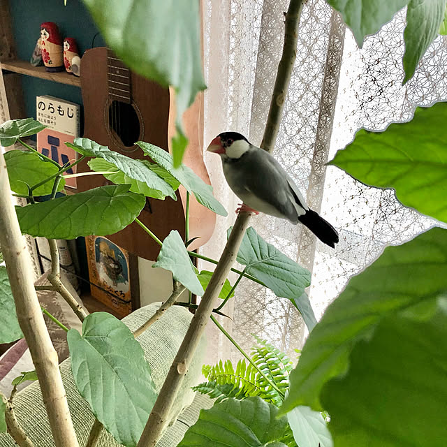 soramameさんの実例写真