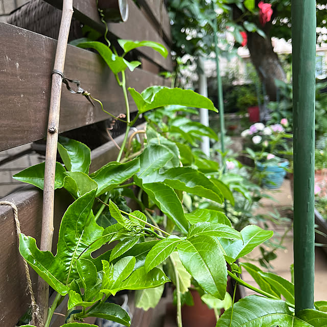 botanさんの部屋