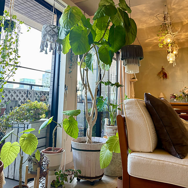 momo_sanさんの実例写真