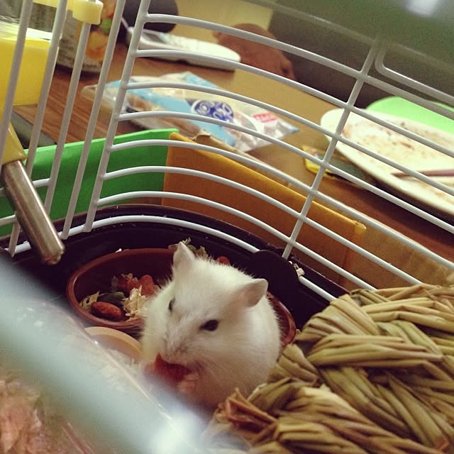 mococoさんの実例写真