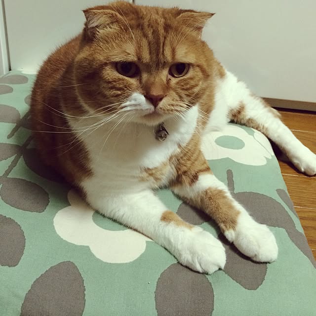 pikkariさんの実例写真