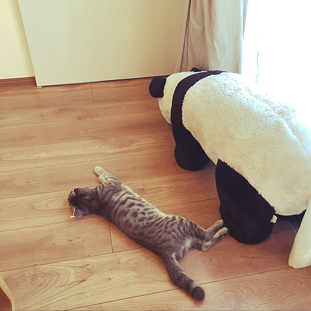 Pisaさんの実例写真