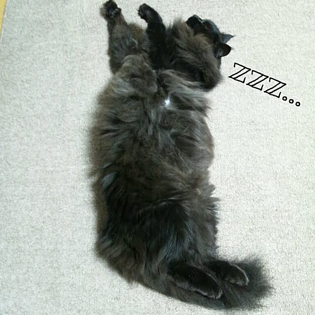 coroさんの実例写真