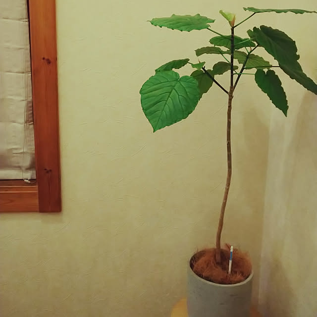 FUMさんの実例写真