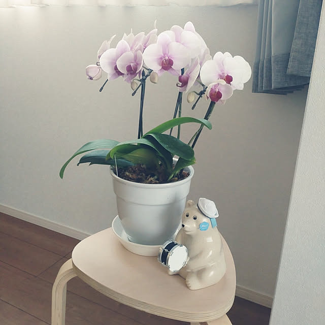 tan5さんの実例写真