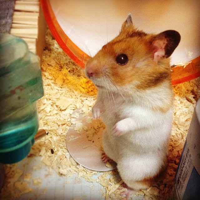 bichunosukeさんの実例写真
