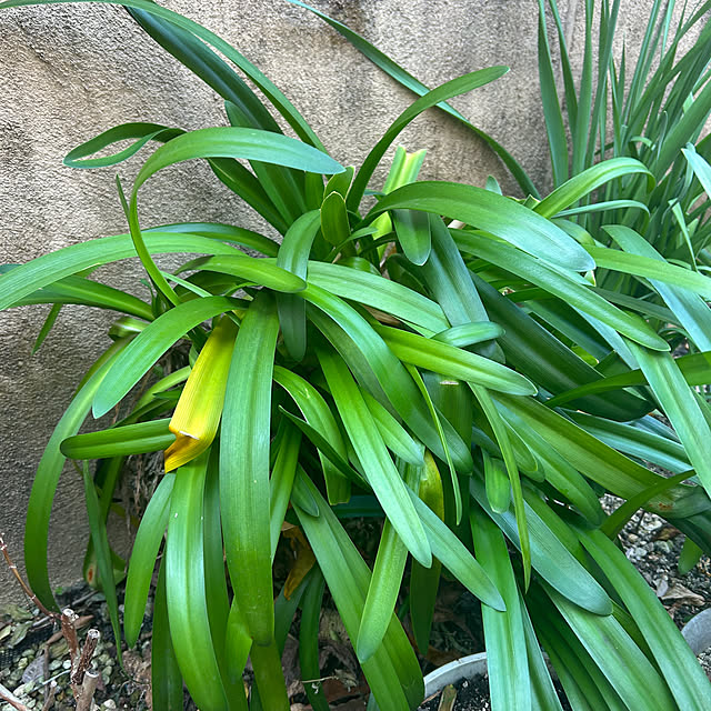 fumikoiさんの実例写真