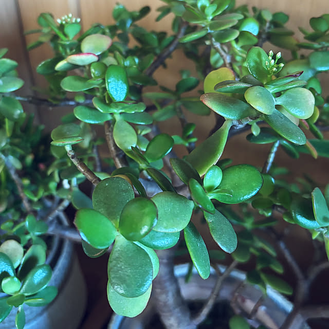 CoCo0617さんの部屋