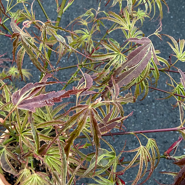 poi.cueさんの実例写真