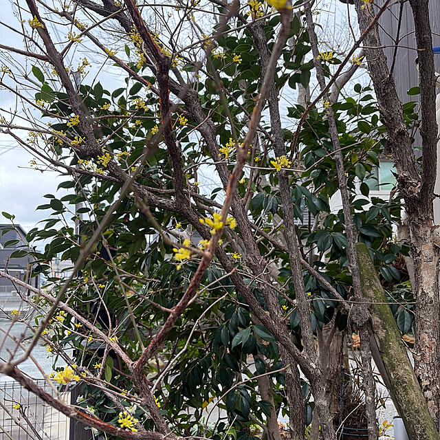 mozukuさんの実例写真