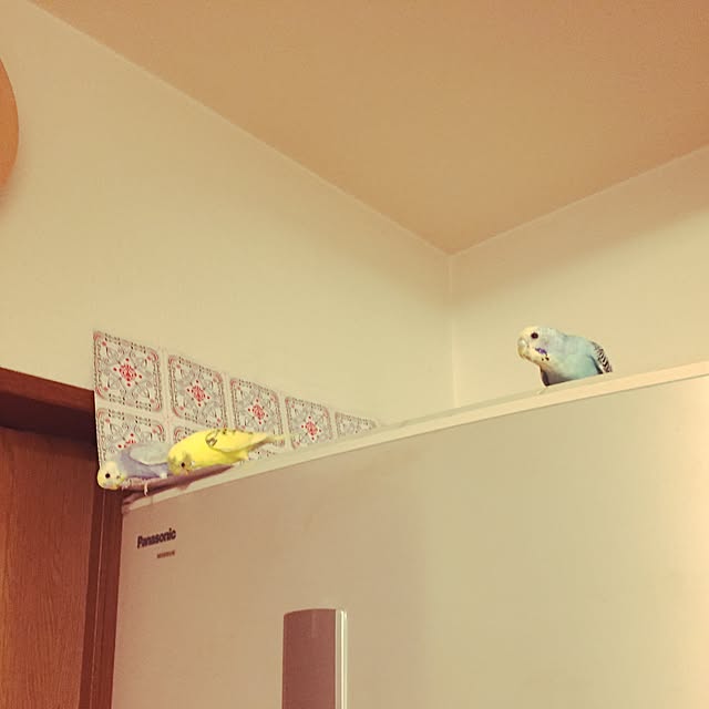 oniyomeさんの実例写真