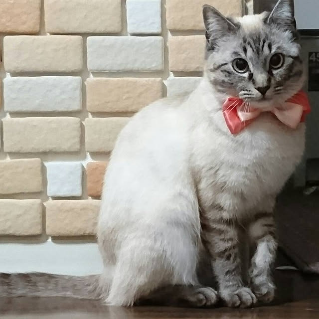 kikku2528さんの実例写真